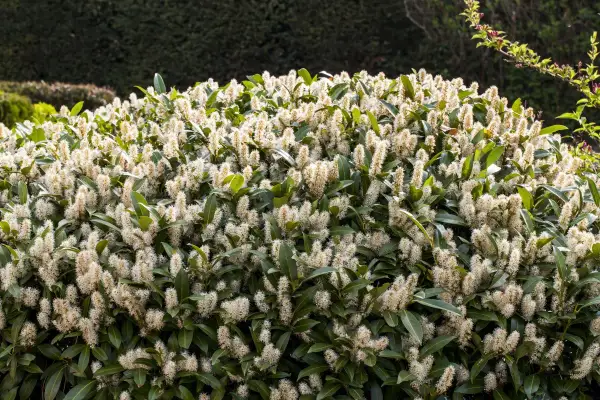 Un buisson dense de laurier cerise en pleine floraison, avec de longues grappes de petites fleurs blanches crémeuses.