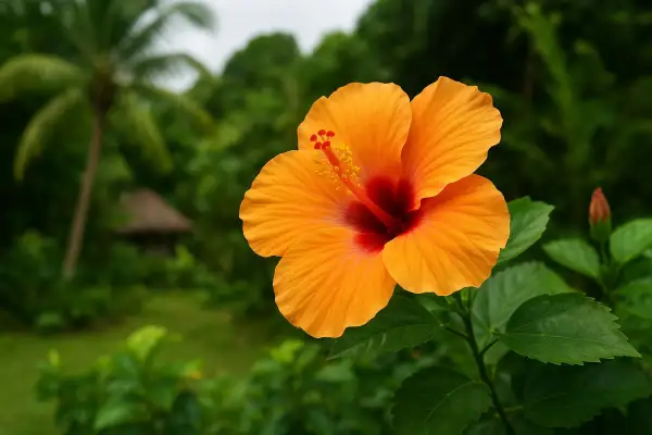 Magnifique fleur d'hibiscus orange vif, avec un cœur rouge profond. Le fond flou montre un paysage tropical luxuriant, idéal pour l'hibiscus entretien.