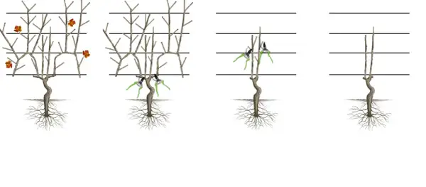 Étapes pour apprendre comment tailler un pied de vigne jeune. Illustration montrant la taille progressive d'une jeune vigne.