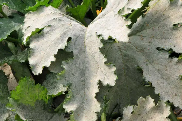 Feuilles de courgette couvertes d'oïdium. Un traitement est nécessaire pour sauver la plante.