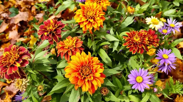 Magnifique fleur d'automne aux couleurs vives, mêlant le rouge, l'orange et le jaune, entourée de feuilles d'automne.