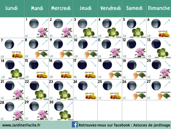 Calendrier lunaire de jardinage. Chaque jour indique une phase de la lune montante ou descendante, avec des icônes de fruits, légumes ou fleurs.