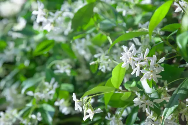 Fleurs blanches délicates du jasmin étoilé, en pleine croissance, illuminent le feuillage vert.