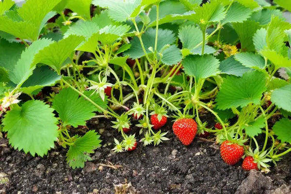Un plant de fraisier avec des fruits rouges mûrs et des stolons fraisier qui s'étendent sur le sol.