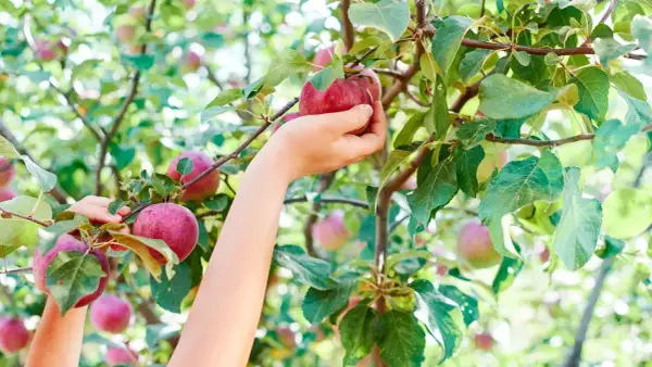 Main d'enfant cueillant une pomme rouge sur un arbre fruitier, le plus rentable pour une récolte abondante.