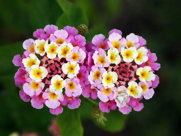 Deux grappes de fleurs multicolores, roses, blanches et jaunes, d'une plante qui fleurit toute l'année. Une araignée blanche se cache sur une fleur.