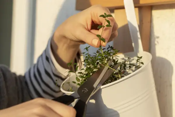 Une main coupe une bouture de thym avec des ciseaux. Les petites feuilles vertes sont prêtes à être plantées.