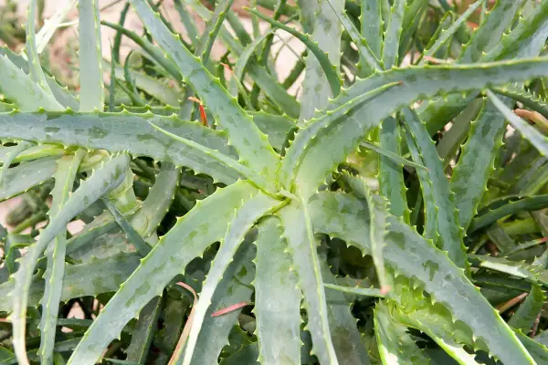 Gros plan sur les feuilles charnues et dentelées d'une plante d'aloe vera, attendant patiemment sa fleur.