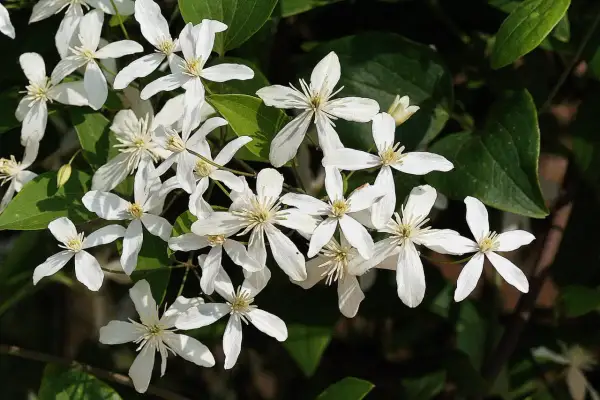 Un bouquet de clématites blanches, parfaites pour une exposition ensoleillée, illumine le feuillage sombre.