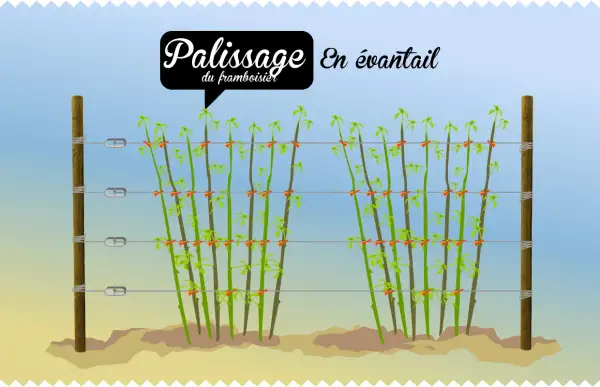 Illustration montrant le palissage en éventail d'un framboisier remontant. Les tiges sont attachées à des fils tendus entre deux poteaux.