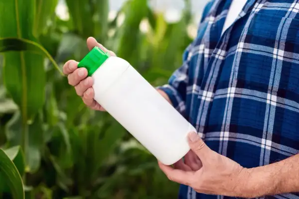 Un agriculteur tient une bouteille de javel désherbant dans un champ de maïs.