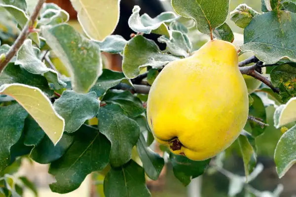 Un gros coing jaune, prêt à être cueilli, se balance sur une branche givrée. La taille cognassier est parfaite pour une récolte d'automne.