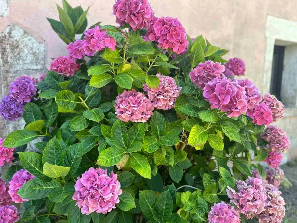 Gros plan sur un magnifique planter hortensia aux fleurs roses et violettes éclatantes, avec un feuillage vert luxuriant.
