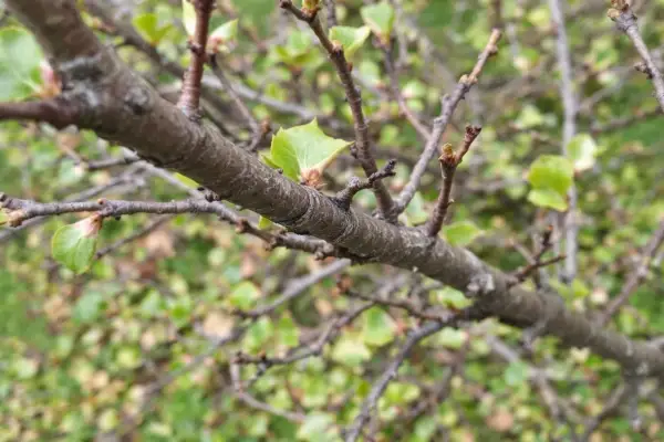 Gros plan sur une branche de taille prunier, avec de jeunes feuilles vertes émergeant des bourgeons.