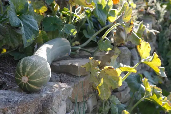 Une courge de Nice allongée repose sur des pierres, ses rayures vertes et blanches contrastant avec le feuillage doré et les murs en pierre.