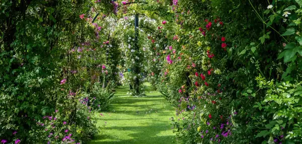 Allée de jardin luxuriante, ombragée par une **plante grimpante ombre** aux fleurs roses, rouges et blanches. L'herbe verte est parsemée de pétales tombés.