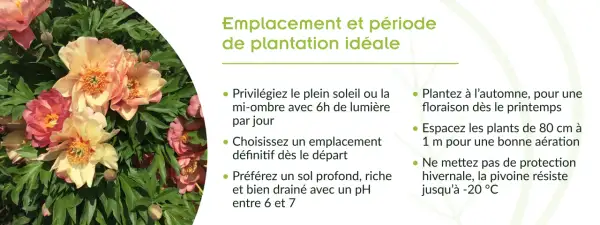 Gros plan sur de magnifiques pivoines roses et jaunes. Conseils pour le planter pivoine : plein soleil, sol drainé, plantation à l'automne.