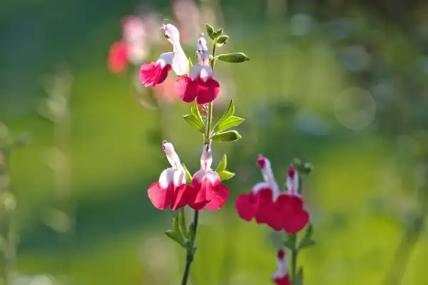 Fleurs de sauge de Graham, bicolores rose et blanc, sur fond vert flou.