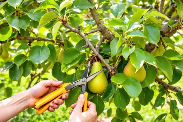 Des mains coupent une poire mûre d'un arbre. C'est une étape clé pour savoir comment tailler un poirier.