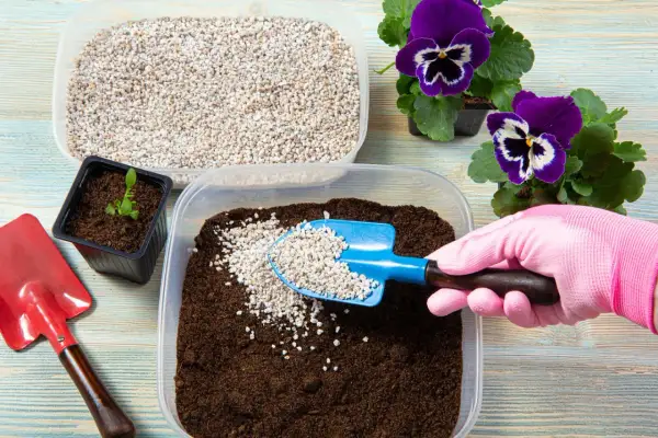 Préparation d'un terreau enrichi de perlite pour une plante. Une main gantée ajoute la perlite à la terre.