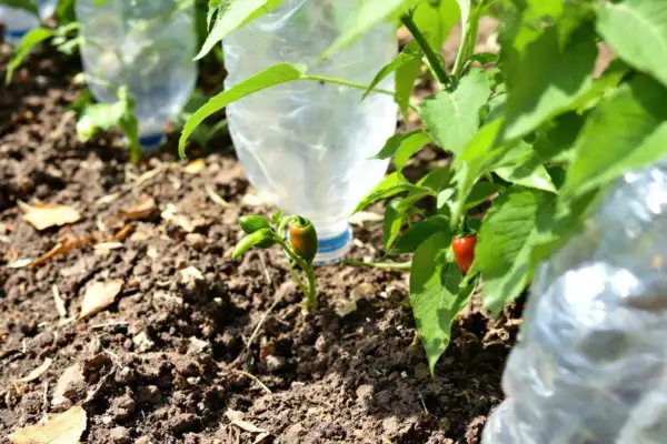 Petits poivrons verts et rouges poussent près de bouteilles en plastique utilisées pour l'arrosage.
