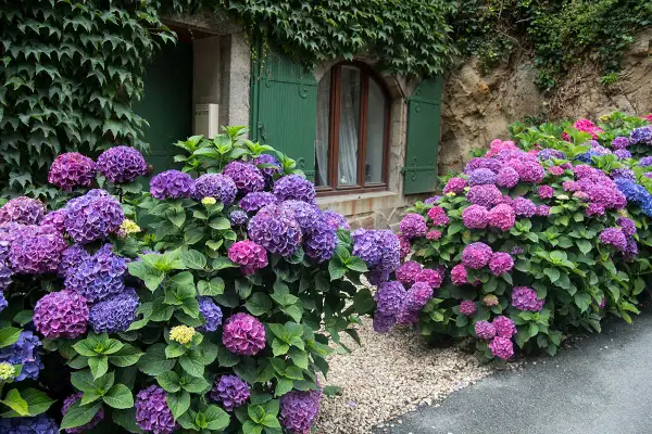 Magnifiques hortensias aux teintes violettes et roses, un arbuste persistant idéal pour une exposition nord, fleurissant devant une maison en pierre.