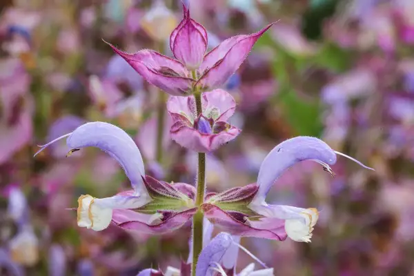 Fleur de sauge sclarée aux teintes violettes et roses, avec des pétales délicats et une forme unique.