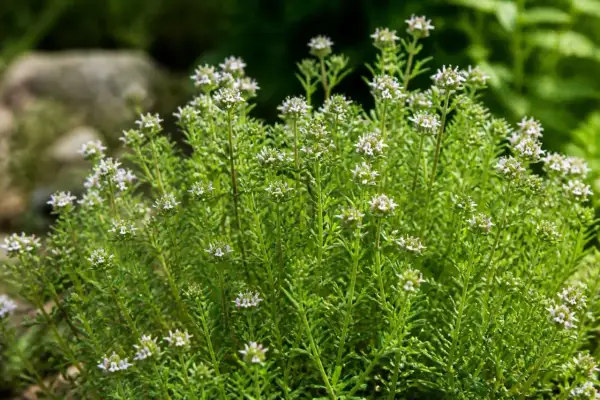 Un buisson de sarriette aux petites fleurs blanches et aux feuilles vertes vives, prêt à parfumer vos plats.