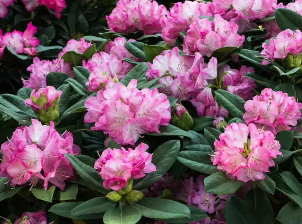 Gros plan sur des rhododendrons roses en pleine floraison. Un entretien adéquat garantit cette abondance de fleurs.