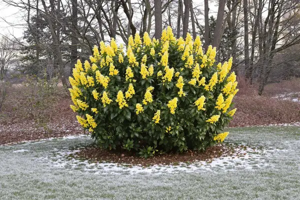 Un arbuste luxuriant couvert de grappes de fleur jaune vif se dresse sur une pelouse parsemée de neige.