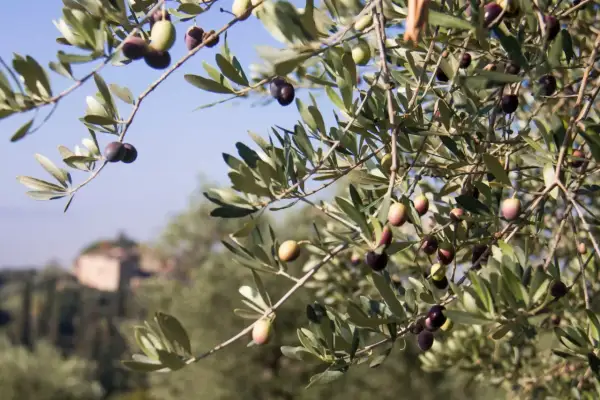 Rameau d'olivier avec des olives vertes et noires, ciel bleu et bâtiment flou en arrière-plan.