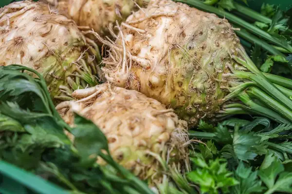 Gros bulbes de céleri rave fraîchement récoltés, avec leurs racines et leurs feuilles vertes, prêts pour la plantation ou la cuisine.