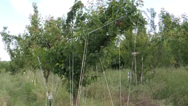 Des jeunes arbres fruitiers sont soutenus par des piquets et des fils pour courber les branches, favorisant leur croissance.