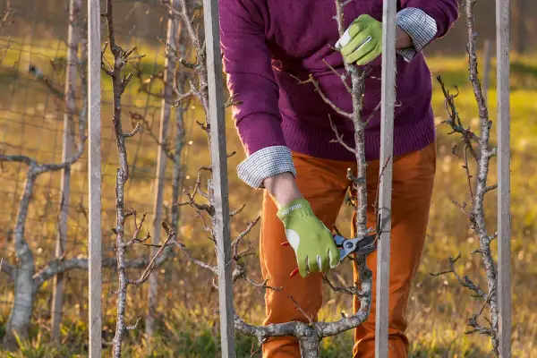 Apprendre comment tailler un pommier en espalier est facile avec ces conseils. Un jardinier taille un jeune arbre fruitier palissé.