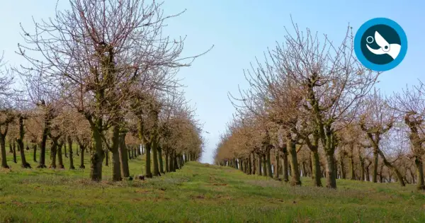 Rangée de cerisiers en hiver, prêts à tailler. Le ciel bleu clair surplombe le verger.