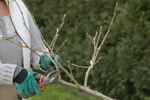 Main d'un jardinier avec des gants verts taillant un jeune kaki arbre.
