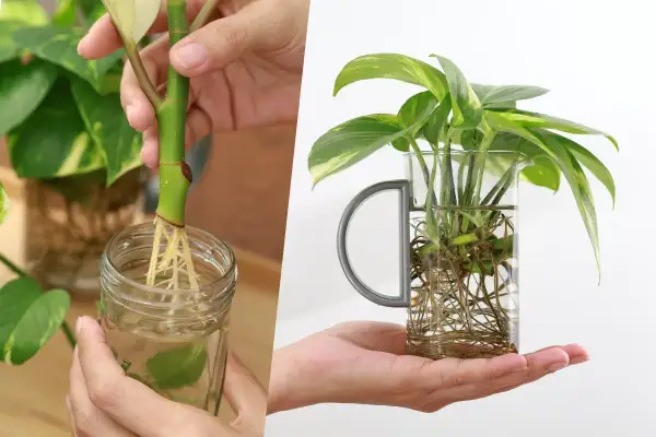 Apprenez comment faire une bouture de plante en la plaçant dans l'eau pour développer de belles racines.
