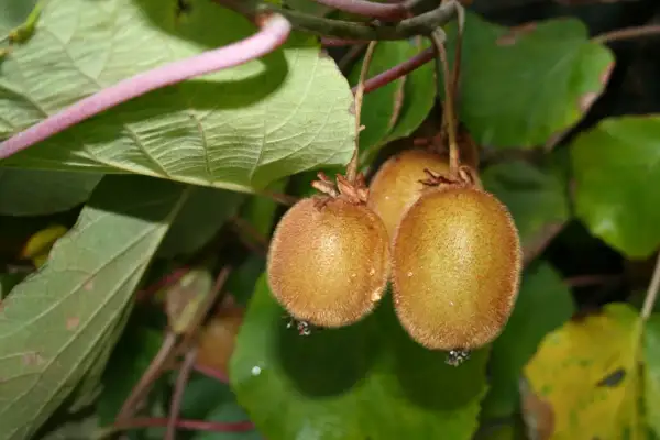 Trois kiwis velus pendent d'une branche, prêts à être récoltés. Un spécimen de kiwi autofertile, promettant une récolte abondante.