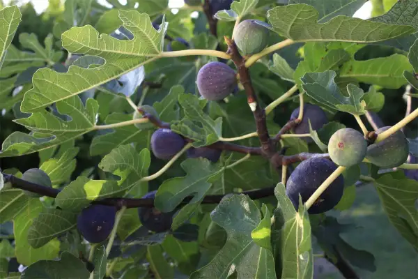 Des figues mûres et vertes pendent des branches d'un figuier. L'idée de planter un figuier pour récolter ces délices est tentante.