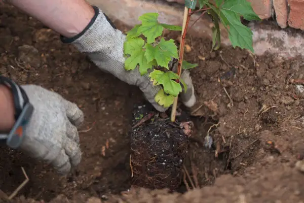 Mains gantées plantant un jeune plant de vigne dans la terre, début de la culture de la vigne.