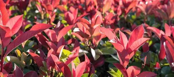 Feuilles rouges vives d'une plantation de photinia, baignées de soleil.