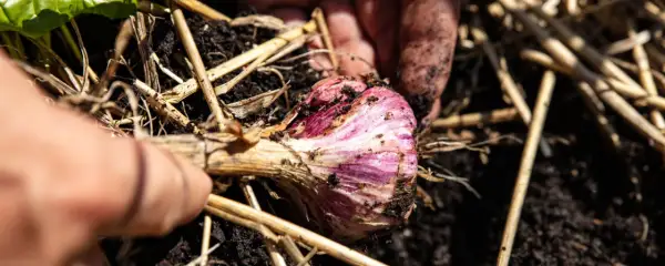 Main d'un jardinier déterrant une belle tête d'ail violette, prête pour la récolte.