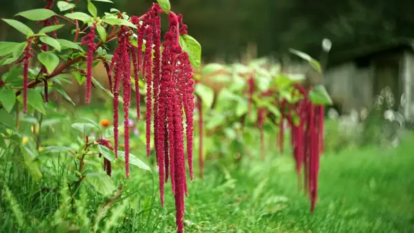 Grappes de fleurs d'amarante rouge vif tombant gracieusement dans un jardin verdoyant.