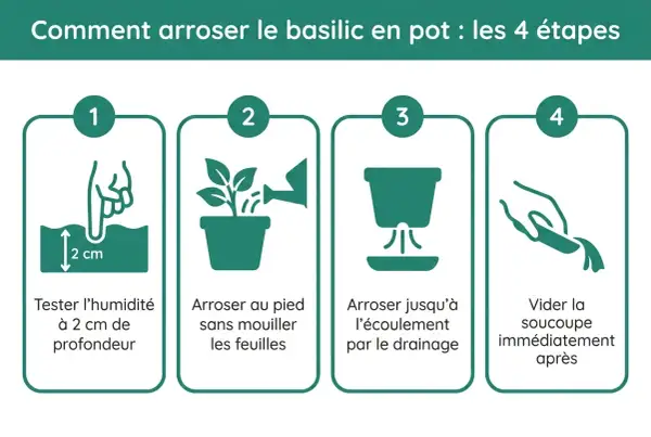 Guide en 4 étapes pour l'arrosage du basilic en pot : tester l'humidité, arroser au pied, jusqu'à écoulement, vider la soucoupe.