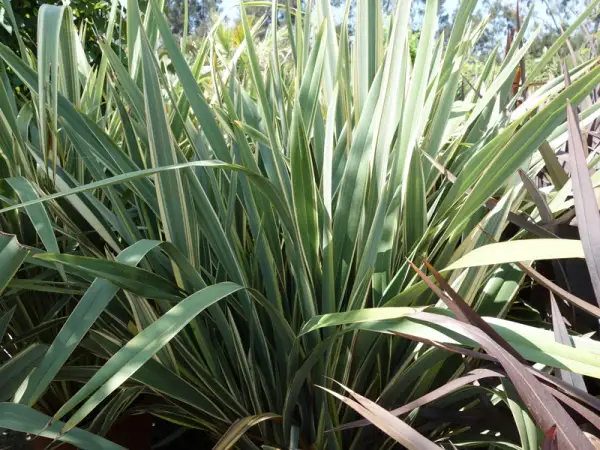 Plantes de lin de Nouvelle-Zélande aux longues feuilles vertes et crème, avec des touches de pourpre.