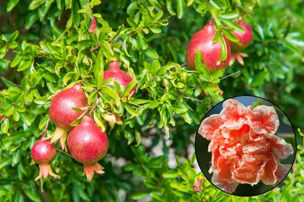 Un grenadier porte des fruits rouges et une fleur orangée. L'idée de planter un grenadier pour ses fruits et sa beauté.