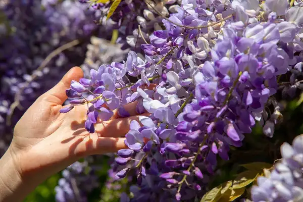 Main d'une personne effleurant une cascade de fleurs de glycine violettes, capturant la beauté de la taille glycine.