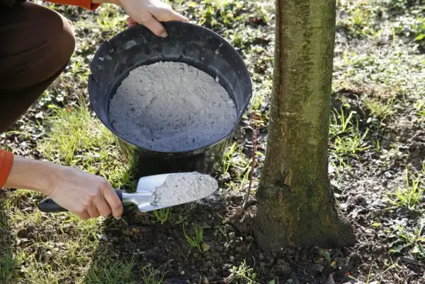Une main utilise une pelle pour prélever de la cendre de bois dans un seau, prête à fertiliser la base d'un jeune arbre.