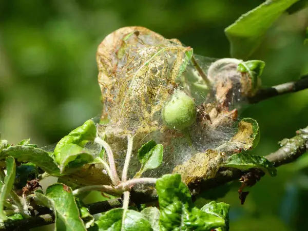 Chenille pommier : un cocon de soie abrite une jeune chenille verte. Un traitement naturel est nécessaire pour protéger l'arbre.