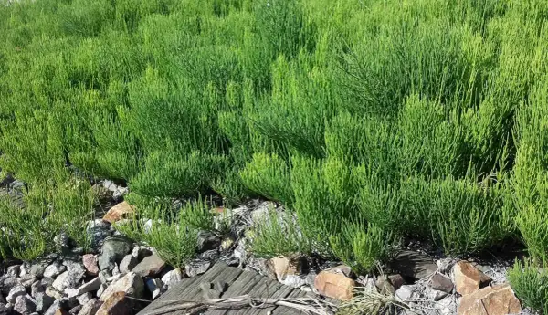 Un champ dense de prêle des champs aux tiges vertes et fines, poussant parmi des pierres et du bois.